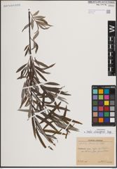 Foto von Salix eleagnos Scop.